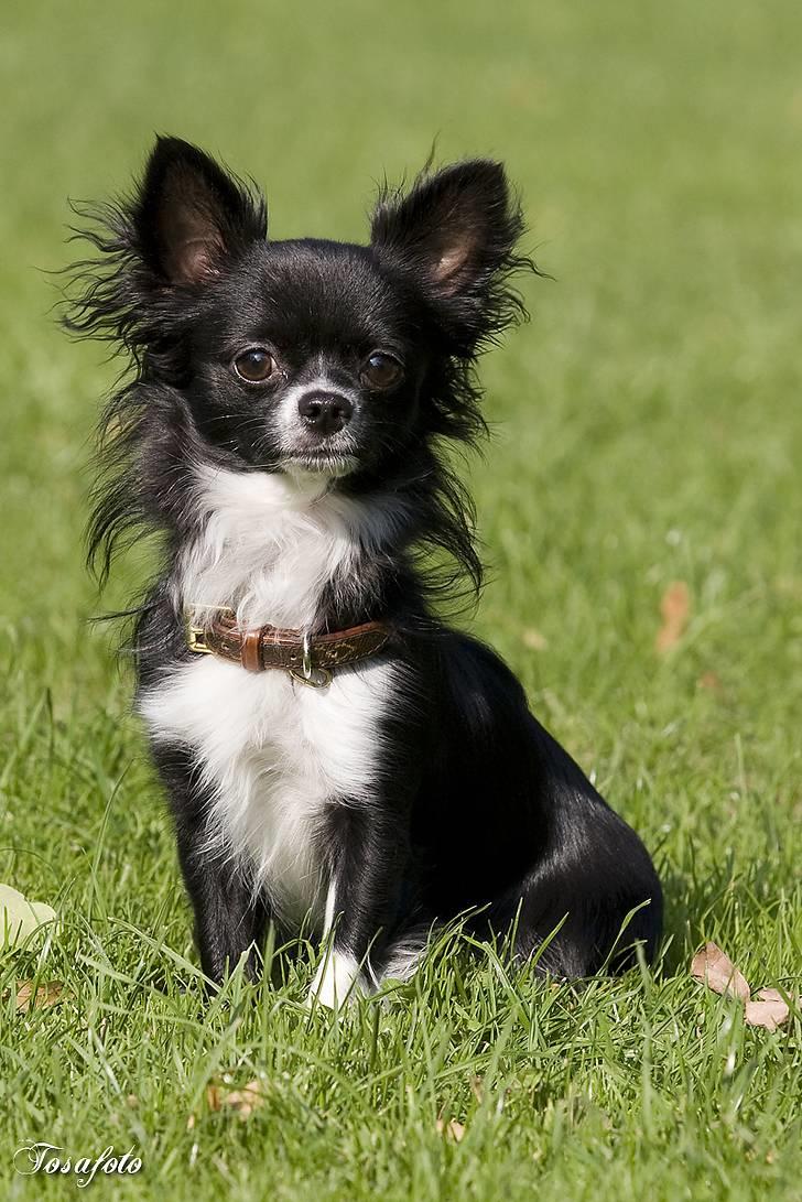 Chihuahua anton R.I.P d 14-12-07 - er jeg ikke en lækker hundebasse?? billede 1