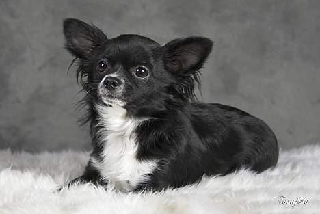 Chihuahua anton R.I.P d 14-12-07 billede 2