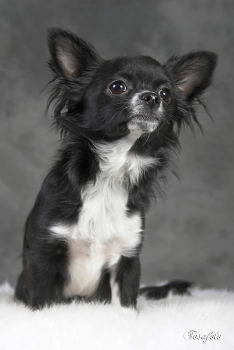 Chihuahua anton R.I.P d 14-12-07 billede 3