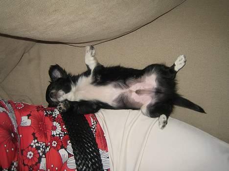 Chihuahua anton R.I.P d 14-12-07 - lige en lille lur på ryggen billede 4