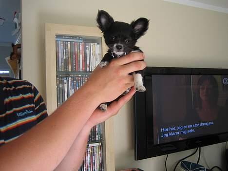 Chihuahua anton R.I.P d 14-12-07 - lig mærke til teksten på tv´et billede 5