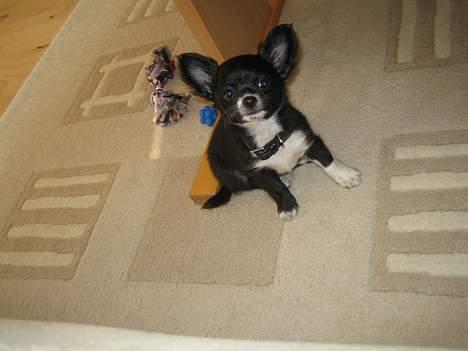 Chihuahua anton R.I.P d 14-12-07 billede 6
