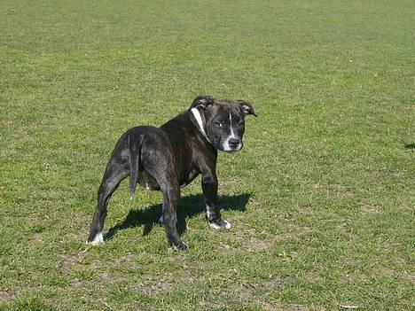 Staffordshire bull terrier Django - Er det mig du snakker til !!! billede 6
