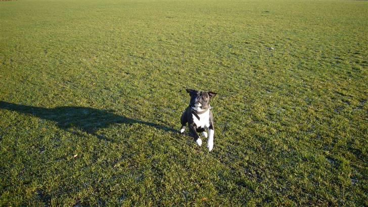 Staffordshire bull terrier Django - Jeg kommer nu. billede 7