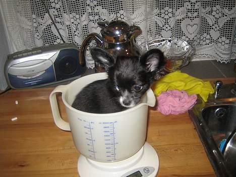 Chihuahua anton R.I.P d 14-12-07 - tænk at jeg finder mig i det her billede 8
