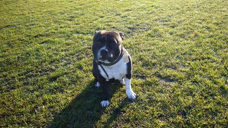 Staffordshire bull terrier Django - Undskyld Far. billede 8