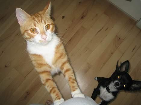 Chihuahua anton R.I.P d 14-12-07 - min gode ven o´malley billede 9