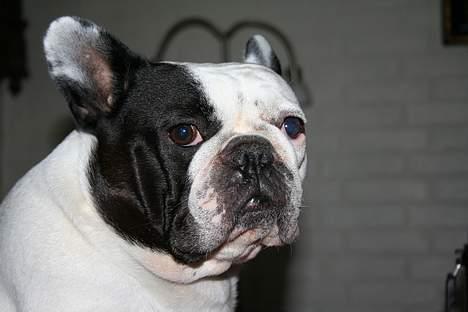 Fransk bulldog Bullmarks Selma de Struve - Dejligt billede billede 12