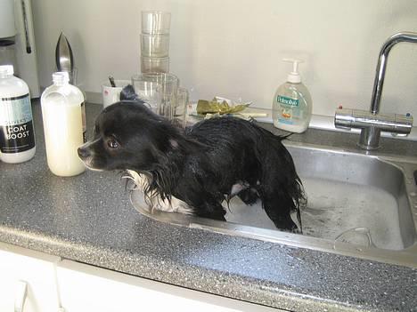 Chihuahua anton R.I.P d 14-12-07 - så ynkelig man er når man er i bad billede 10