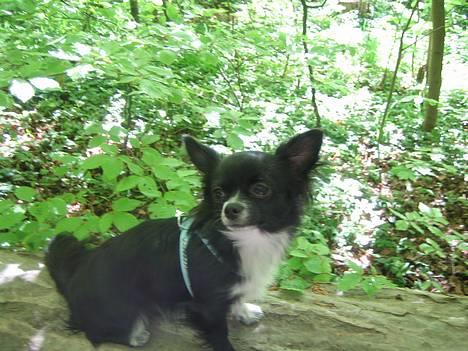 Chihuahua anton R.I.P d 14-12-07 - en dejlig dag i skoven billede 11