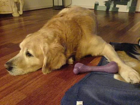 Golden retriever Simba - Simba, en stille og meget rolig hund billede 1