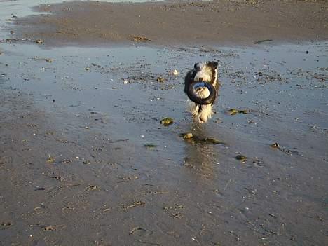 Bearded collie Vappe billede 11