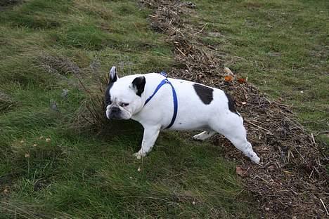 Fransk bulldog Bullmarks Selma de Struve - en tur ved stranden billede 13