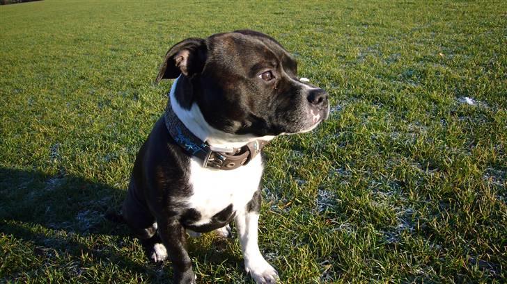 Staffordshire bull terrier Django billede 9