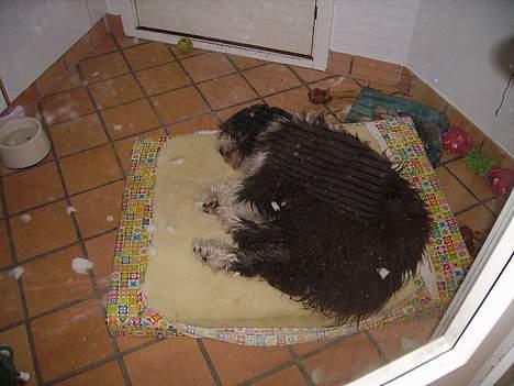 Bearded collie Vappe billede 13