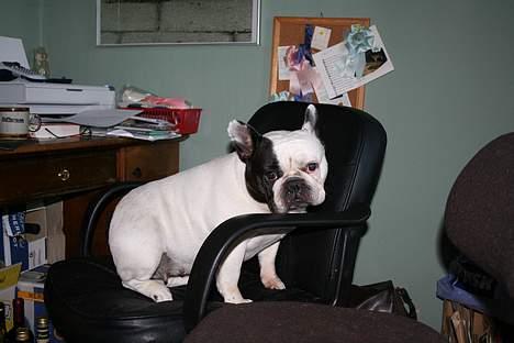 Fransk bulldog Bullmarks Selma de Struve - Selma  i komtorstolen billede 14