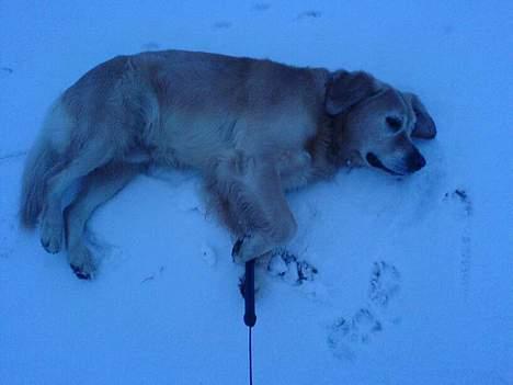 Golden retriever Simba - Simba der ikke gider at gå tur længere billede 2