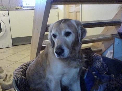 Golden retriever Simba - Første dag i sit nye hjem billede 3