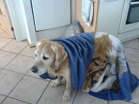 Golden retriever Simba - Simba med hans ynglingtæppe billede 4