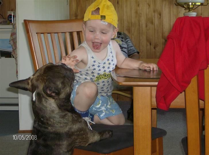 Fransk bulldog Sylvester R.I.P 2011 billede 15