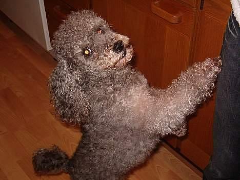 Mellempuddel Bølle billede 9