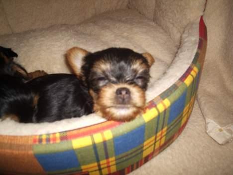 Yorkshire terrier Amigo  *RIP* - Uhmm ,her ligger man godt! (se mine fine ører) billede 12