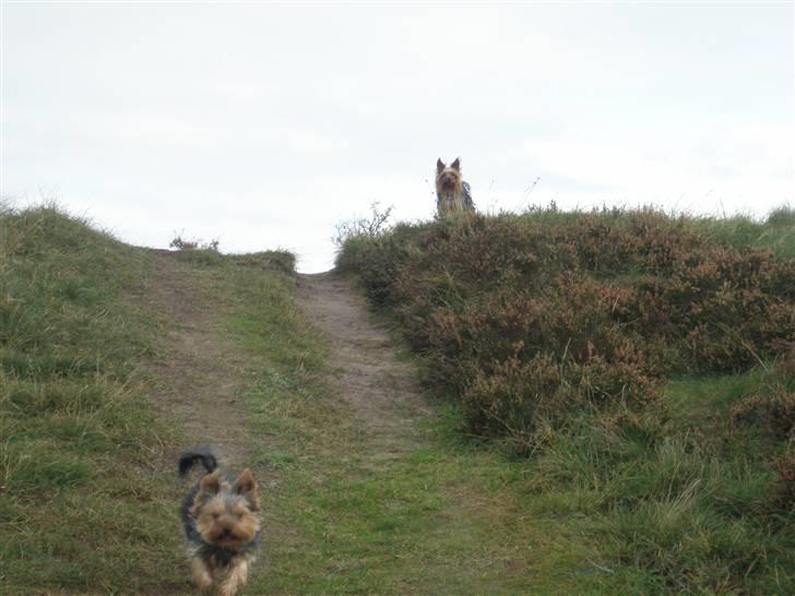 Yorkshire terrier Amigo  *RIP* - Amigo står på toppen og venter på mig... vi er på tur ved Flyndersø... billede 13