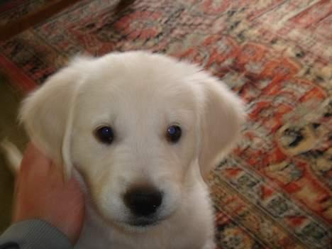 Golden retriever Alfa(Alpha) - Taget den 9/2-07, er selv vild med det billede billede 1