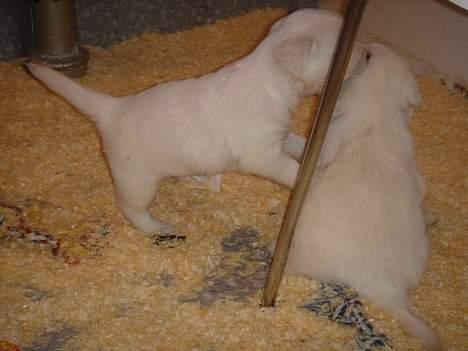 Golden retriever Alfa(Alpha) - Leger med en af sine søskende den 14.1.07 billede 2