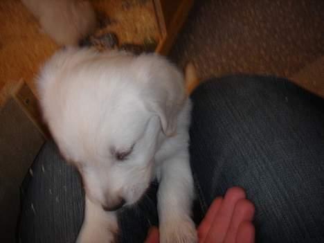 Golden retriever Alfa(Alpha) - Taget den 28.1.07, ville lige hilse på mig billede 3