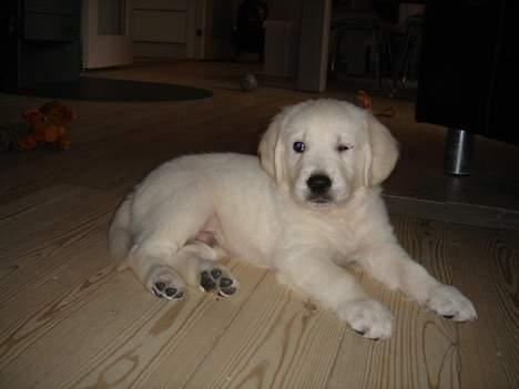 Golden retriever Alfa(Alpha) - Taget den 4.2.07 billede 4