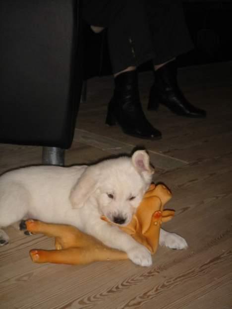 Golden retriever Alfa(Alpha) - Taget den 4.2.07, leger med en lille øf øf billede 5