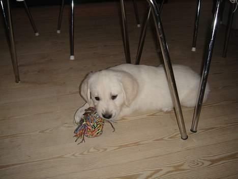 Golden retriever Alfa(Alpha) - Taget igen den 4.2.07 billede 6