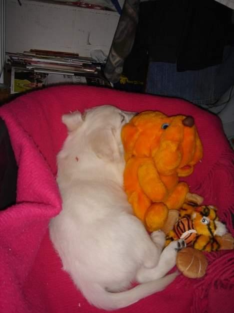 Golden retriever Alfa(Alpha) - Taget natten imellem den 8.2.07 0g 9.2.07, Alfa sover tryk i sin nye seng billede 7