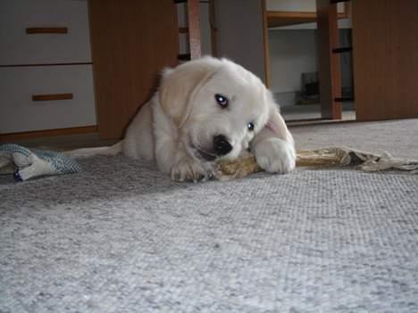 Golden retriever Alfa(Alpha) - Taget den 10-2-07, Alfa fandt et af Nikki´s kødben inde på min brors værelse, vi vidste ikke at det lå derinde billede 8