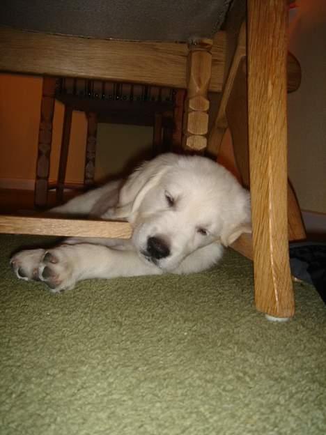 Golden retriever Alfa(Alpha) - Taget den 11.2.07. Alfa gået kold billede 9