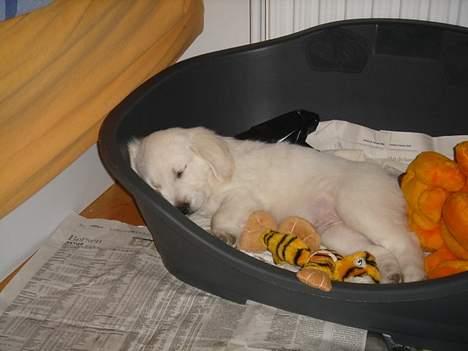 Golden retriever Alfa(Alpha) - Taget den 11.2.07. Alfa var gået i seng, mens vi havde gæster, så de fik ikke rigtig snakket med ham billede 10