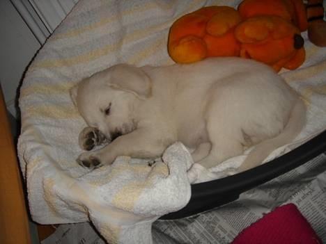 Golden retriever Alfa(Alpha) - Taget den 11.2.07, lige inden jeg ville i seng, Alfa var allerede gået i seng ved siden af min seng billede 11