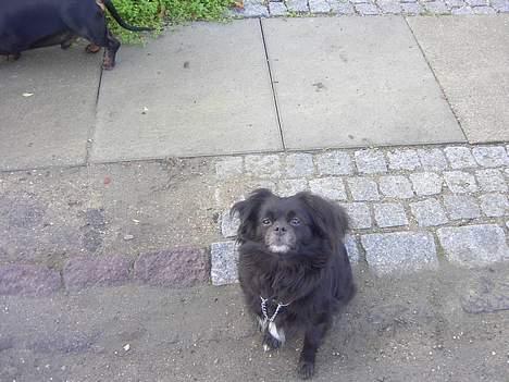 Blanding af racer Bella billede 8