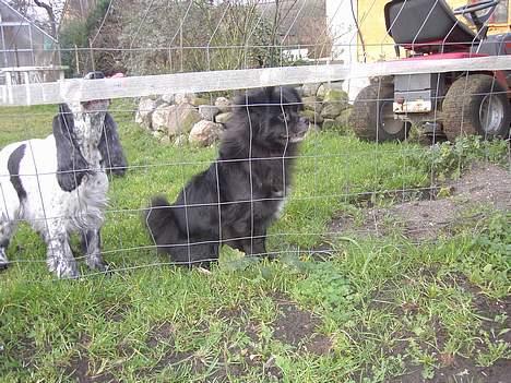 Blanding af racer Bella billede 9