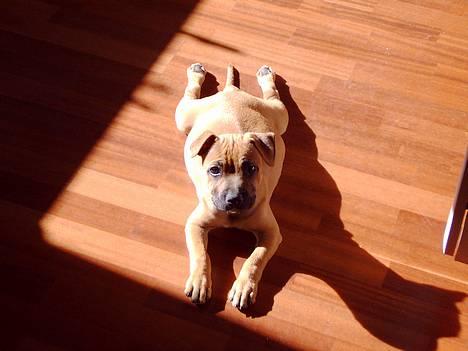 Staffordshire bull terrier zaki billede 1