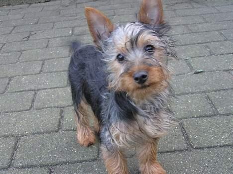 Australian silky terrier Ali - Silkystar´s Ali billede 1
