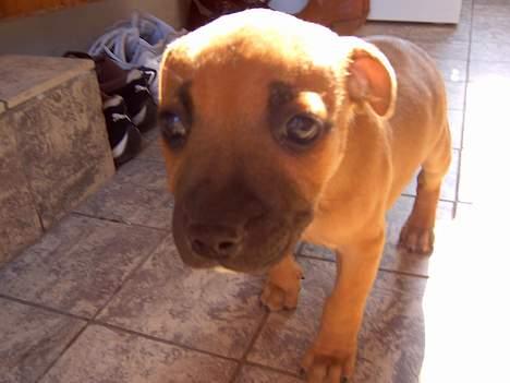Staffordshire bull terrier zaki billede 2