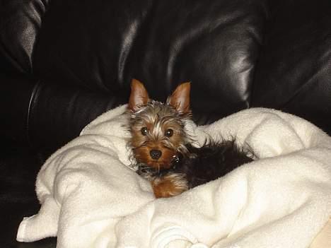 Australian silky terrier Ali billede 2