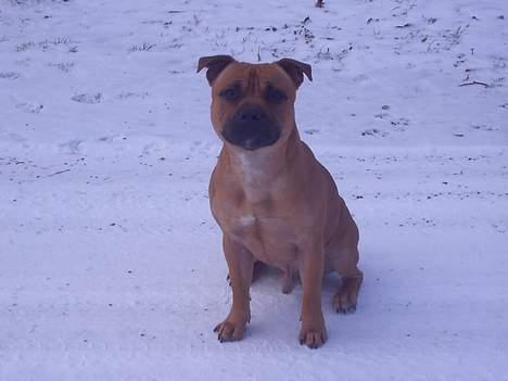 Staffordshire bull terrier zaki billede 3