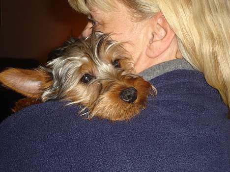 Australian silky terrier Ali - Dejlig med en krammer billede 3