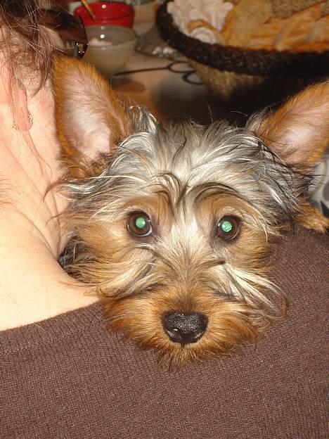 Australian silky terrier Ali - Ups.....Er jeg på billede 4