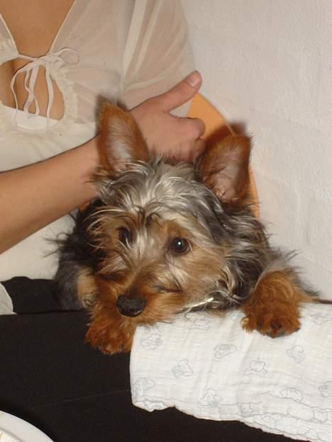 Australian silky terrier Ali billede 5