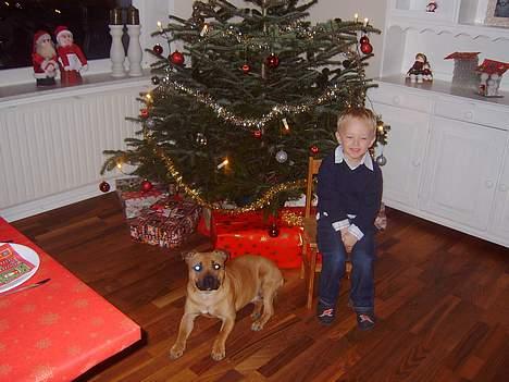 Staffordshire bull terrier zaki billede 4