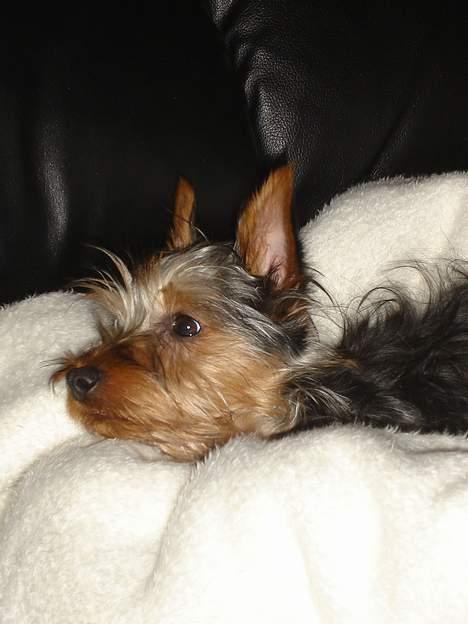 Australian silky terrier Ali billede 6